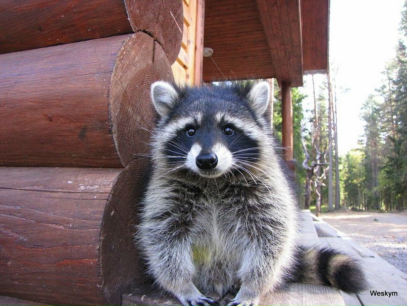 Наталья Ахметшина Arzibibi | Львов