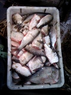 Александр Филиппов | Сыктывкар