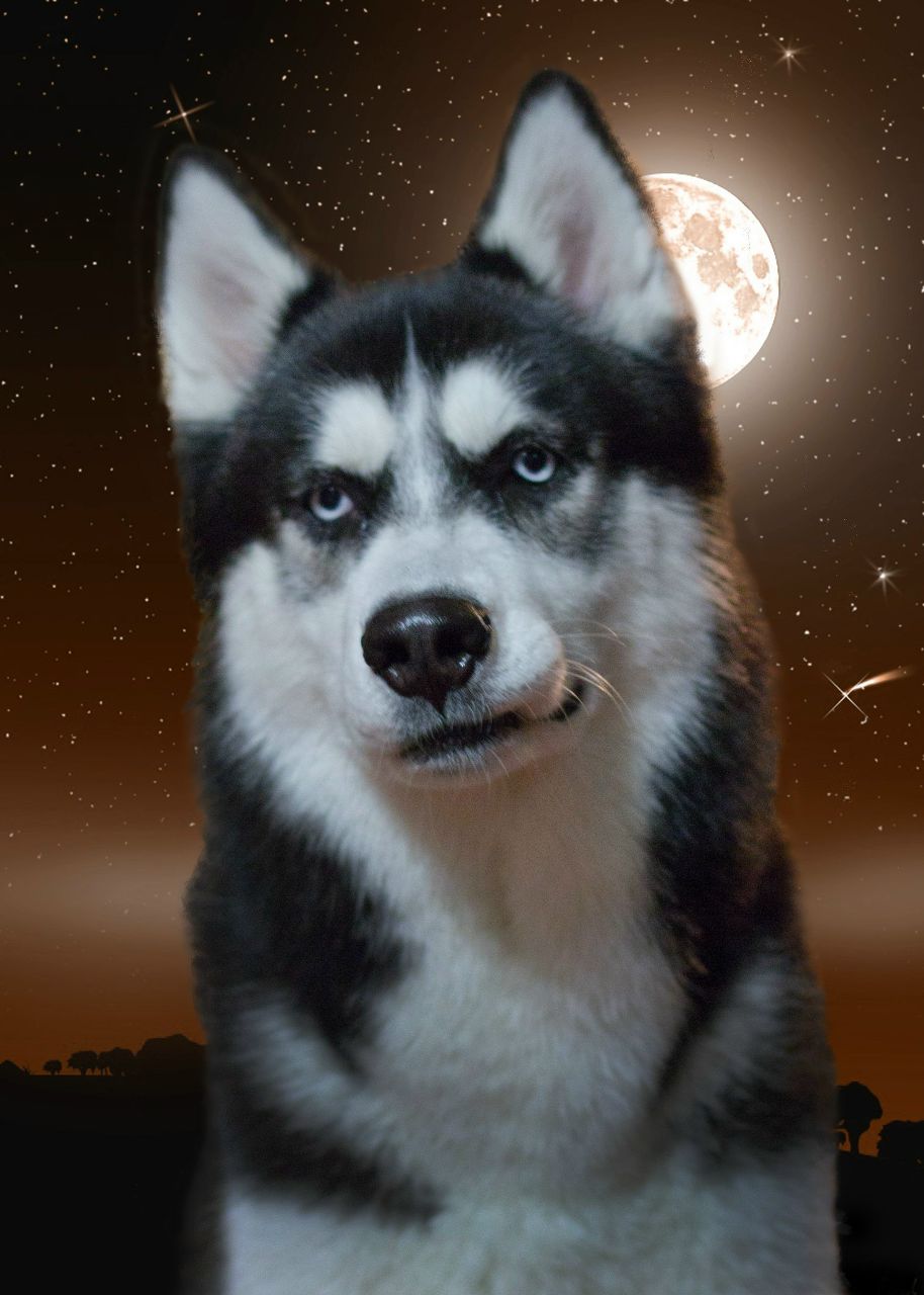 Дмитрий Яковлев | Москва