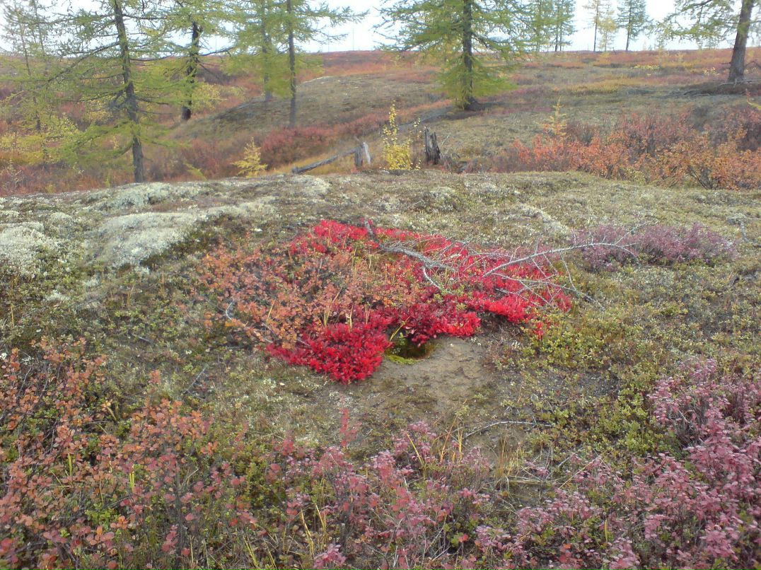 Илья Горшков | Курск