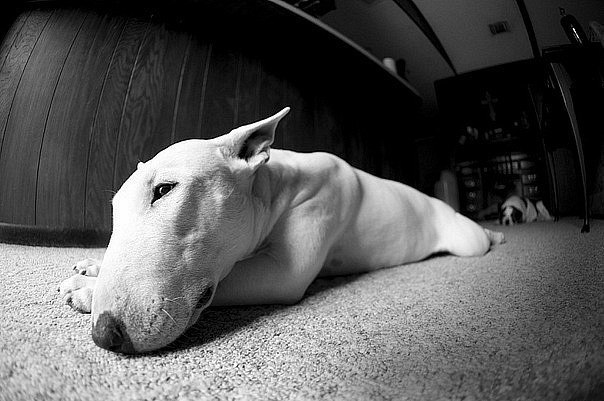 Александр Котелянец | 