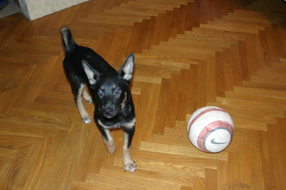 Алексей Шевченко | Санкт-Петербург