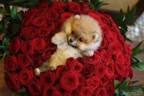 Кристина Макарова | 