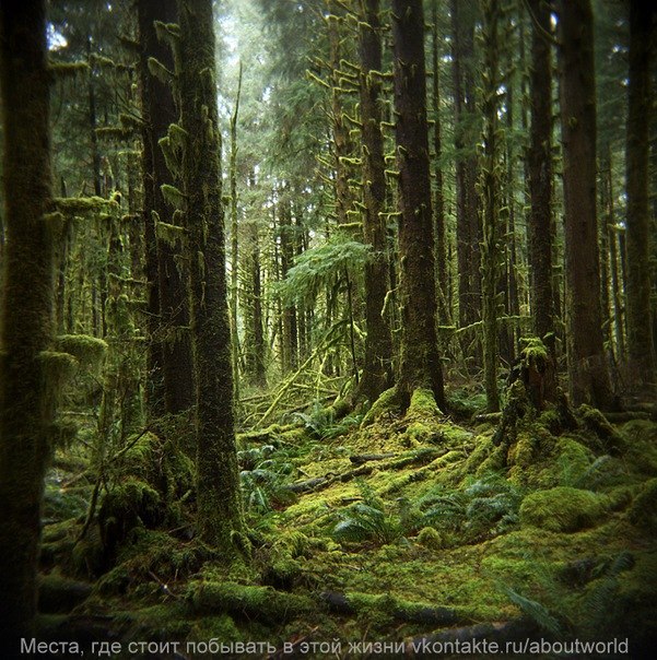 Sintez System Peace&Freedom | Москва