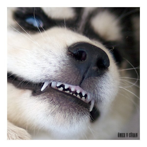 Максим Дёшин | Санкт-Петербург