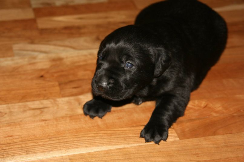 Альберт Колесов | Нижний Новгород