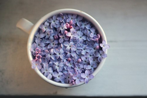 Лиза Булич | Калининград