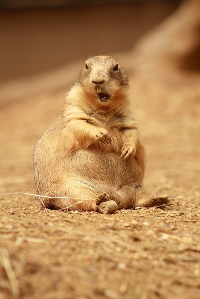 Артур Шишкин | Челябинск