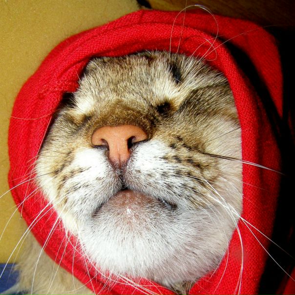 №83, Ксюша Вишнякова, 36 лет, Краснодар, Россия №83, Ксюша Вишнякова, 36 лет, Краснодар, Россия