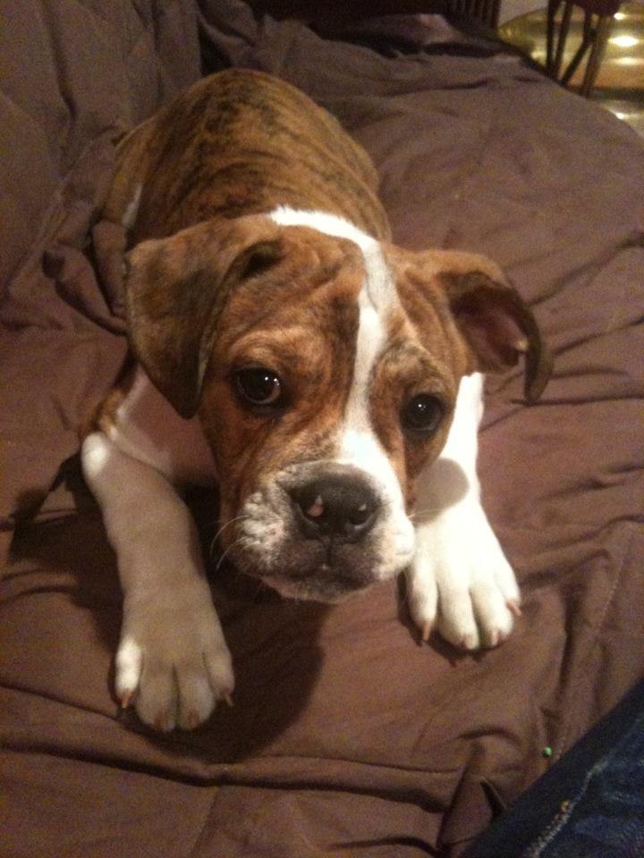 Oleksandr Lishchuk | Chicago