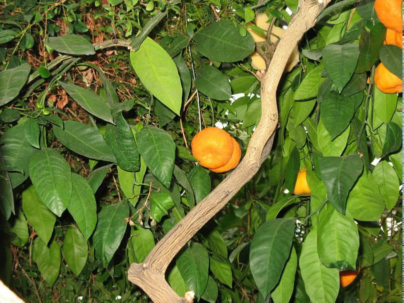 Алеся луценко(ткачук) | Киев