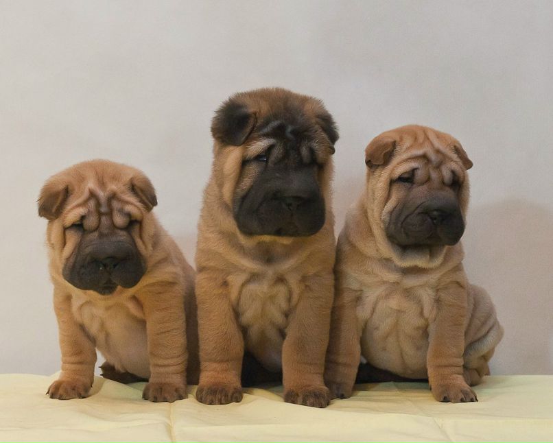 Светлана Царёва | Казань