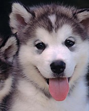 №2, Серёга Силаев, Николаев №2, Серёга Силаев, Николаев