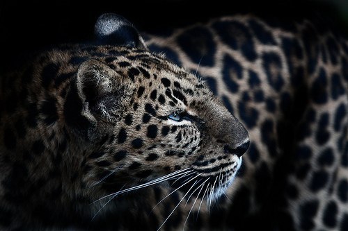 Алёна Кременецкая | Москва