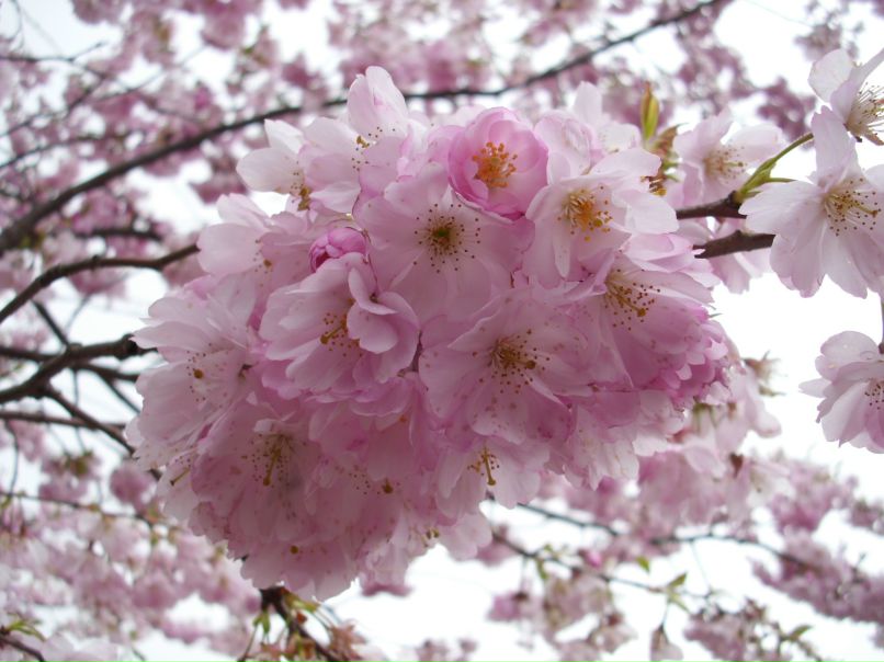 Наталья Шиллер | Пермь