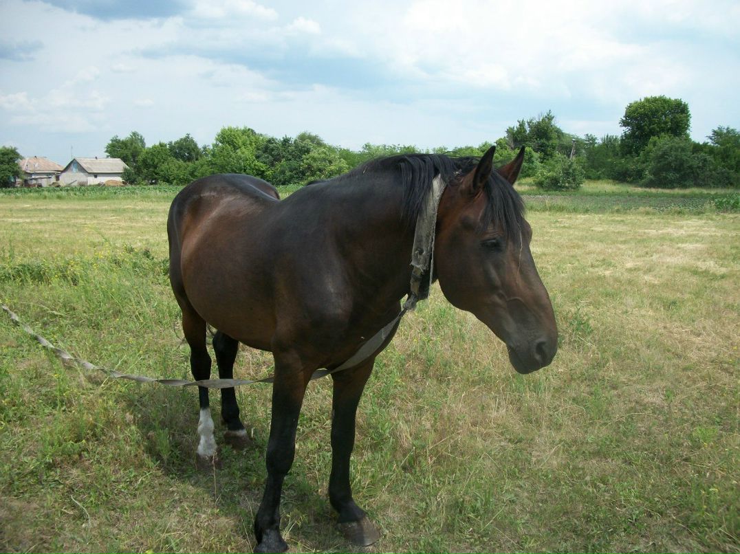 Роман Игнатовский | Каменское / Днепродзержинск