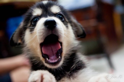 Алёна Охлопкова | Якутск