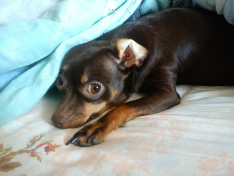 Аня Пищерева | Алексин