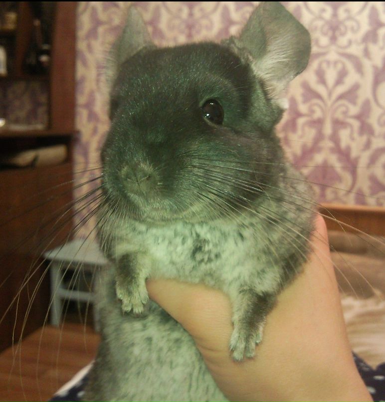 Ольга Киврова | Воронеж