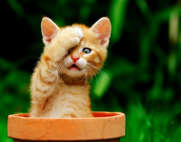 Сергей Петров | Hannover