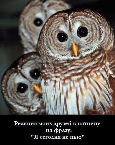 Виктория Лисицына ๖ۜßаLаMuTiNka๖ | Санкт-Петербург