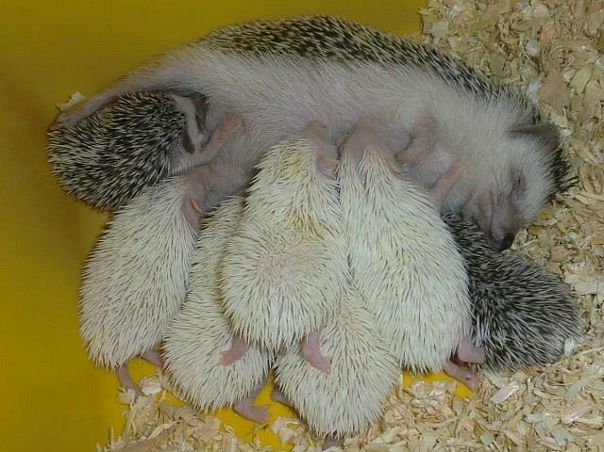 №35, Анжелика Кравчина, 25 лет, Хмельницкий №35, Анжелика Кравчина, 25 лет, Хмельницкий