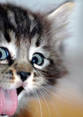 №17, Алёна Потолицына №17, Алёна Потолицына