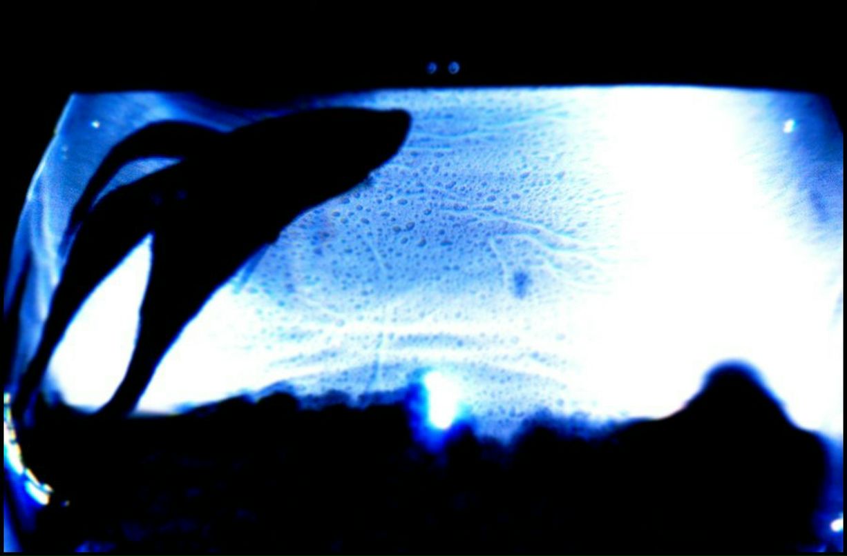 Мария Ширяева | 