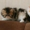 Аватар: Олег Королевич