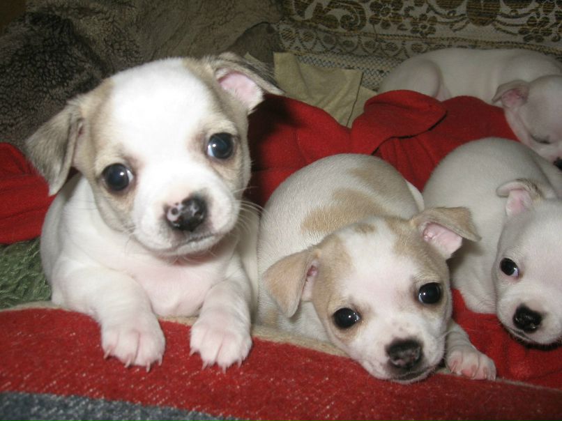 Анастасия Цылёва | Городок