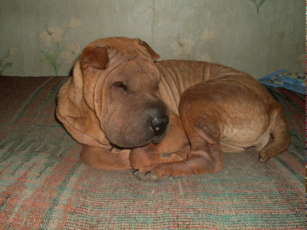 Евгения Пашкова | Симферополь