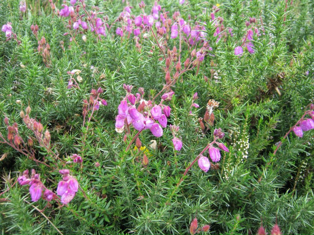 Светлана Иванова | Санкт-Петербург