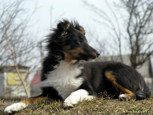 №36, Вероника Засадная, 33 года, Киев №36, Вероника Засадная, 33 года, Киев