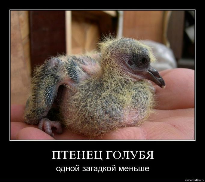 №68, Надежда Максимова, 38 лет, Санкт-Петербург, Россия №68, Надежда Максимова, 38 лет, Санкт-Петербург, Россия