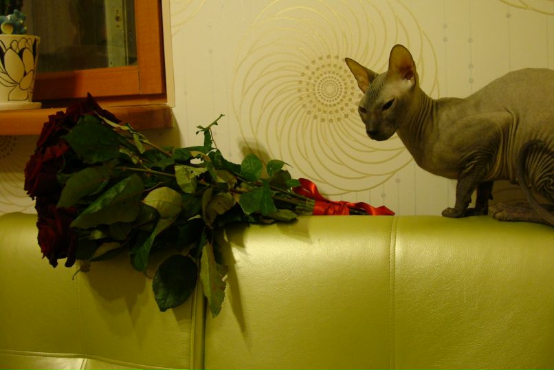 Денис Денисов | Мурманск