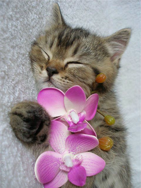 Катя Владимирова, Россия, Москва