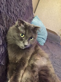 Ирина Полякова