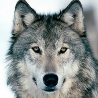 Андрей Прохоров