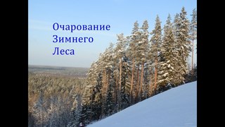 Очарование Зимнего Леса !
