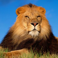 Николай Семёнов