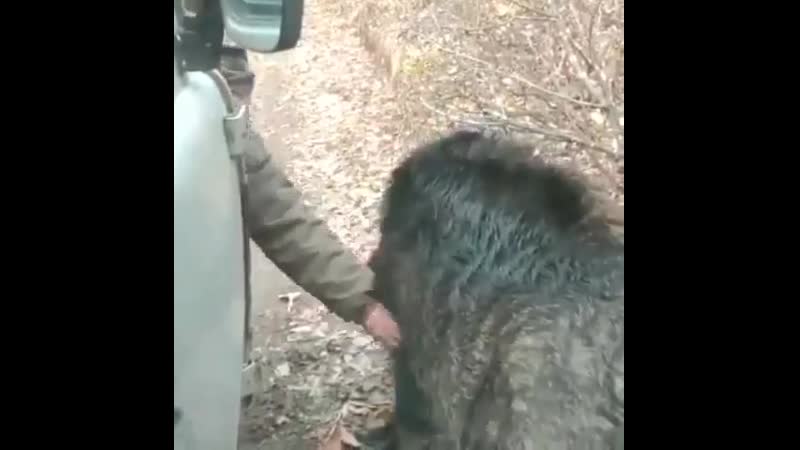 Дресировщик
