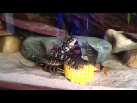 Botia Loach