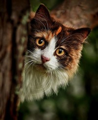 Илья Абрамов