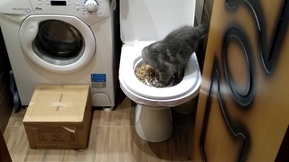 Приучаем котенка к унитазу. Его первый опыт. Котенку 3 месяца.