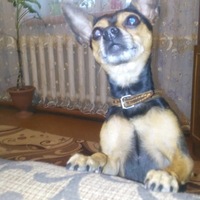 Глеб Кравченко | 