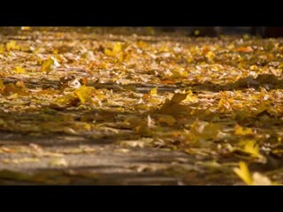 Осень футажи с мелодией_ листопад, осень в лесу, горы, дорога, дождь