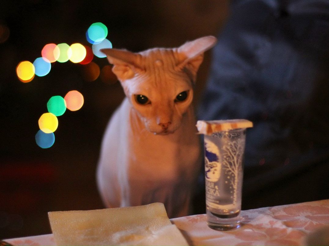 Алексей Феденев | Санкт-Петербург