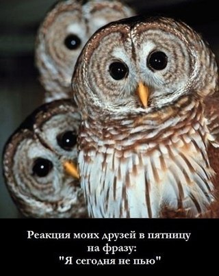 Nikolay Petrov | Санкт-Петербург