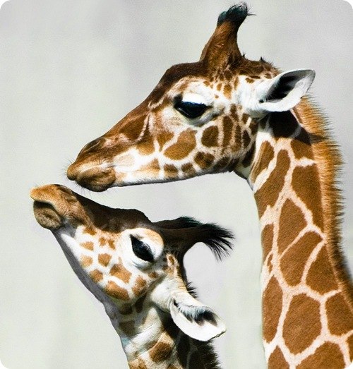 Диляра Габидуллина | Казань