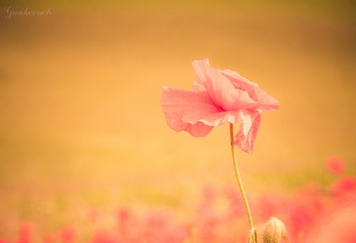 Ірина Возняк | Киев